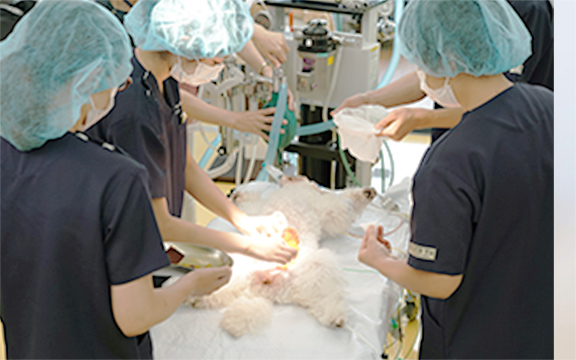 ペット看護士。 動物看護専攻 | ペット学科 | 専門学校福岡ビジョナリーアーツ 福岡校