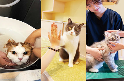 ペット看護士。 動物看護専攻 | ペット学科 | 専門学校福岡ビジョナリーアーツ